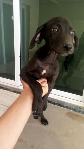 Cachorro Weimaraner