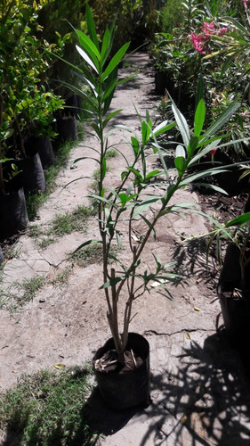Laurel Flor Planta Exterior 4 Litros - Envios