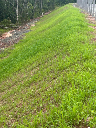 Aplicação De Grama