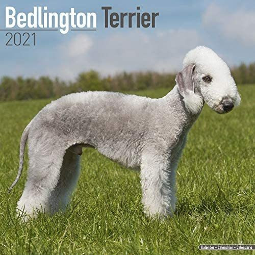 Libro: Bedlington Terrier Calendar Dog Breed Calendars De 16