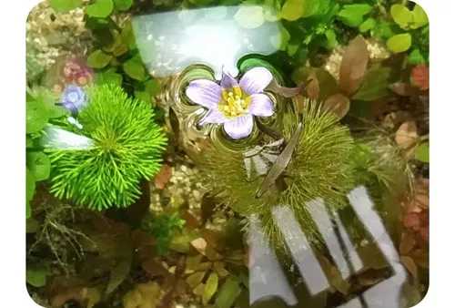 Cabomba Furcata, Planta Natural Para Acuario.