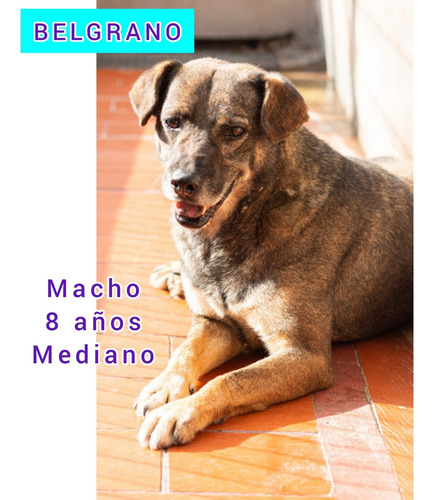Belgrano, Un Mediano Gordito Precioso, Adulto, Lo Adoptas ??