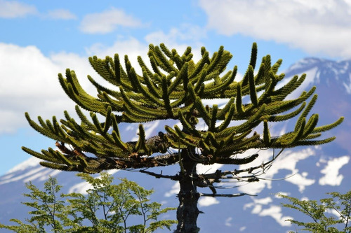 Araucaria Araucana 20 Cm Gratis Solo A Rm A Region Por Pagar
