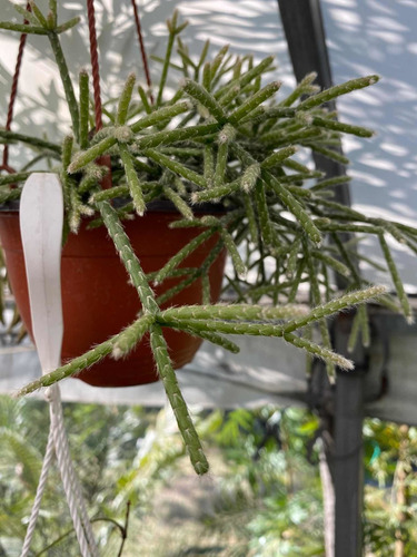 Imagen 5 de 5 de Rhipsalis Pilocarpa - Planta Exótica