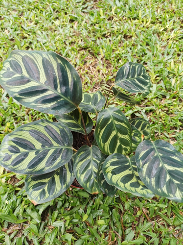 Planta Calathea Macoyana Envío Gratis