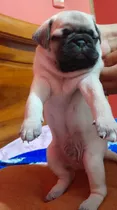 Comprar Hermoso Pug