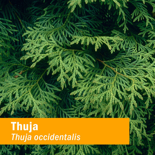 Herb Pharm Thuja Branchlet Liquid Extract - 1 Ounce