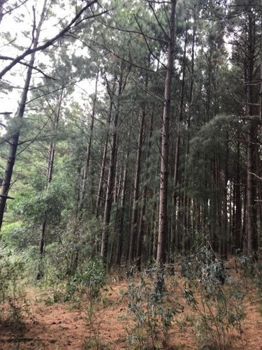 Chacra En Punta Ballena, Maldonado