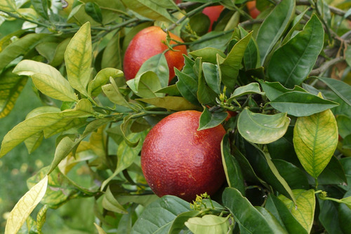 Naranja , Arbol , Navel Sanguinelli 1.70 M Injertada