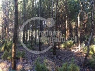 Imagen 10 de 14 de Sitio Forestal En Venta En Curacautín