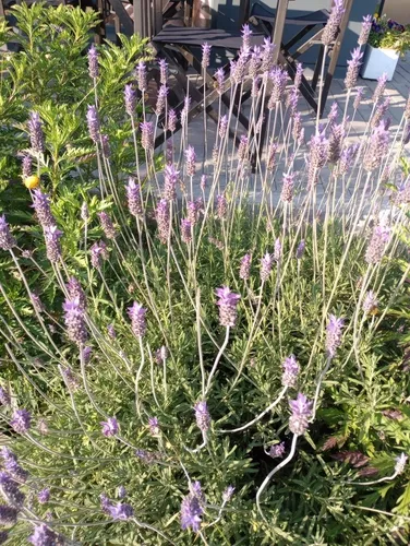 Lavanda Grande Mediana En 3lt Con Flores Hermosas Envios