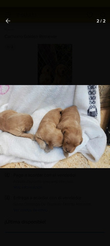 Imagen 4 de 4 de Golden Retriever