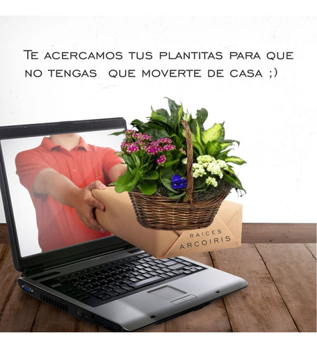 Imagen 4 de 6 de Planta Alegria Guineana Color Lila Moron Raices Arcoiris