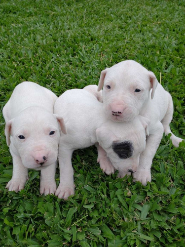 Dogo Argentino