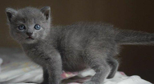 Gato Azul Ruso