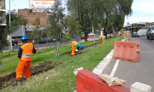 Imagen 5 de 6 de Poda De Árboles En Altura ,zona Oeste ,zona Norte ,c/seguros