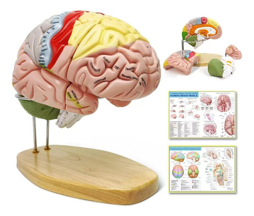 Modelo De Anatomía Cerebro Humano Neurociencia Tamaño Real