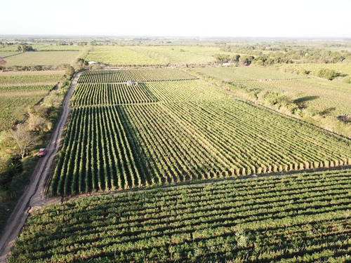 Imagen 4 de 14 de Finca Colonia Santa Rosa 14ha U$s280000 Z/reserva De Helada
