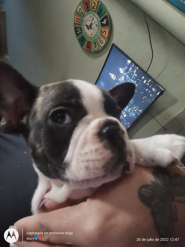 Imagen 3 de 5 de Bulldogs Frances