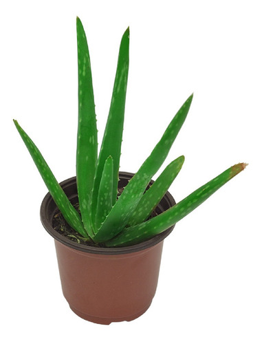 Sábila (aloe Vera) En Maceta