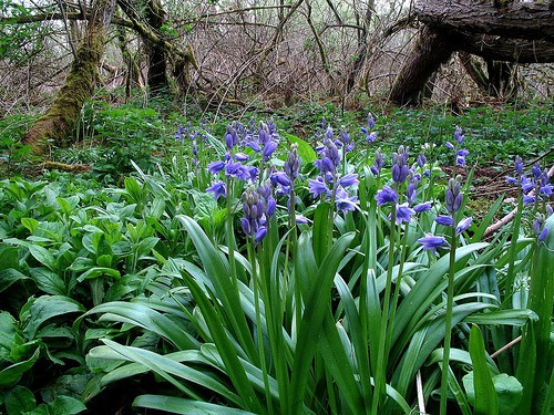 Sino Azul Inglês - Hyacinthoides Sementes Flor P/ Mudas | Parcelamento sem  juros