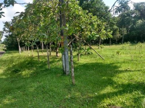 Imagem 7 de 10 de Boa Chácara No Jardim Coronel Em Itanhaém