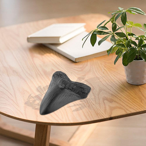 Réplica Fósil De Diente De Tiburón Megalodon, Resina Negra,
