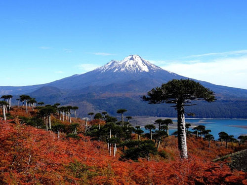 Araucaria Araucana 20 Cm Gratis Solo A Rm A Region Por Pagar