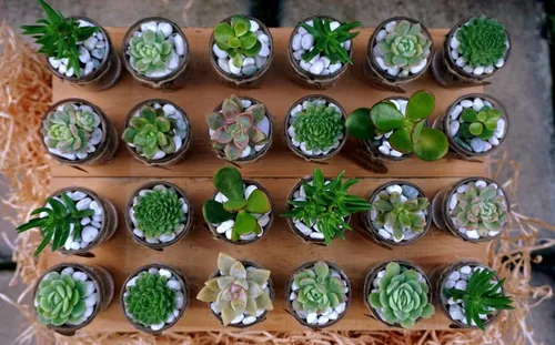 Plantas Vivero Ornamentales