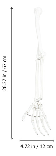 Modelo De Brazo Humano Brazo Anatómico Científico Todos Los