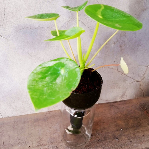 Imagen 7 de 10 de Cuchara Little Plant 15, Maceta Autorregante