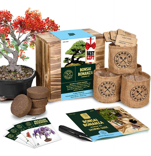 Kit De Principiantes De Semillas De Árbol Bonsai, Mini Jue.