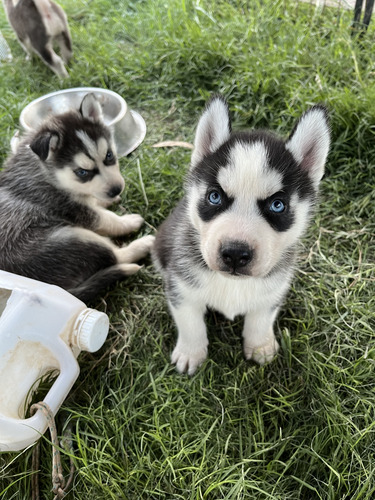 Siberianos Husky Negros Ojos Claros