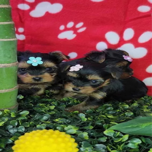 Yorkshire Mini Toy.