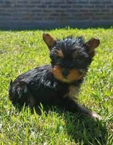 Cachorros Yorkshire Terrier Mini 650 C/u