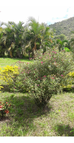 Imagen 11 de 11 de Vendo Espectacular Finca En Chirgua-carabobo (0414-0784274)