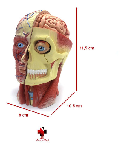 Imagem 2 de 6 de Anatomia Da Cabeça Humana