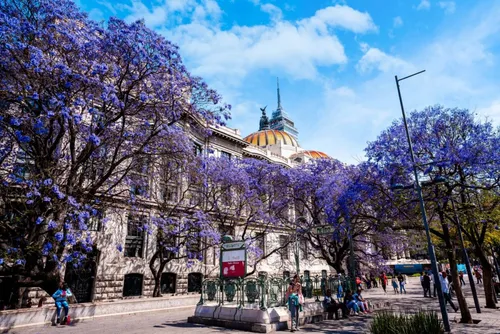 Semillas Arbol Jacaranda