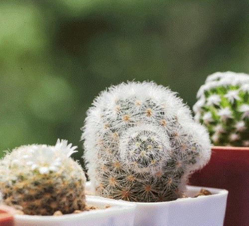 20 Semillas De Cactus Cabeza Blanca + Instructivo