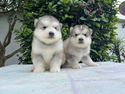 Cachorras Alaska Malamute Med,bog,cali Animal Pets Colombia 