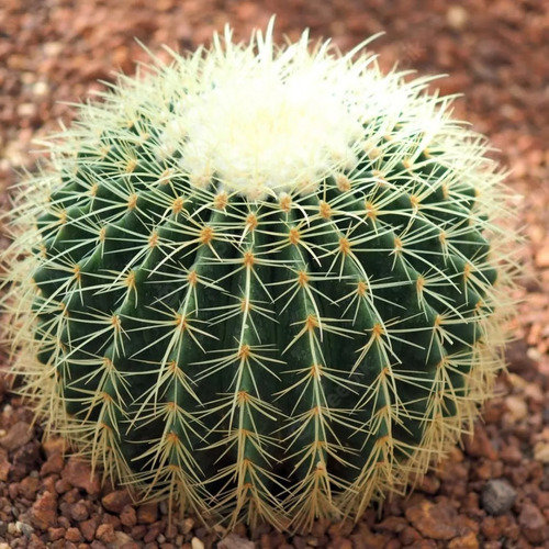 Echinocactus Grusonii Biznaga 15 Semillas