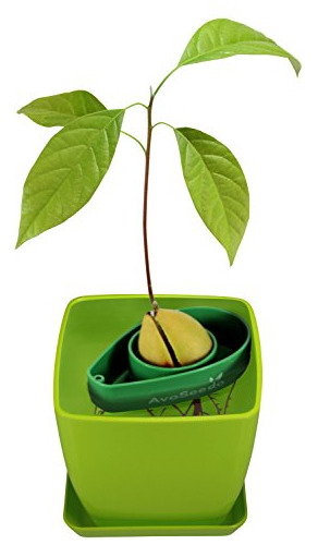 Set De Tazón Avoseedo Crezca Su Propio Árbol De Aguacate Eve