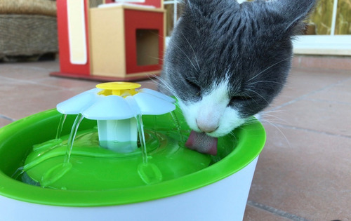 Fuente Bebedero Gato 3 Lts Catit Recirculante Filtro Agua F
