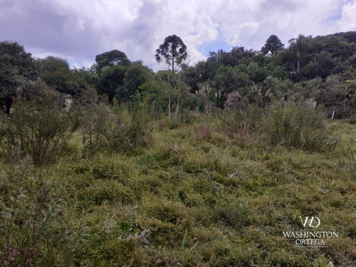 Imagem 8 de 21 de Chácara À Venda, 8500 M² Por R$ 260.000,00 - Zona Rural - São José Dos Pinhais/pr - Ch0060