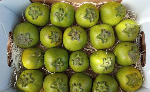 Zapote Negro, Diospyros Nigra, Mp