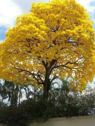 100 Semillas De Guayacan Amarillo+instructivo 