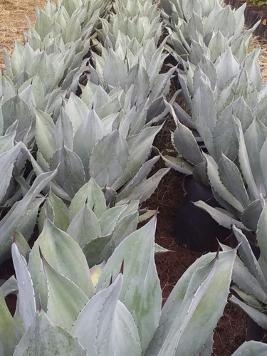 1 Muda De Agave Azul