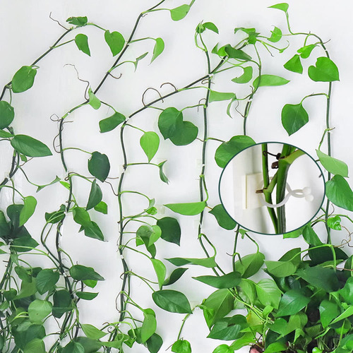 Clips De Pared Autoadhesivos Para Escalada De Plantas 100