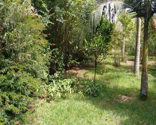 Chácara 1.500 M² - Palermo - Gravataí - Rs - 1083 - 32419604