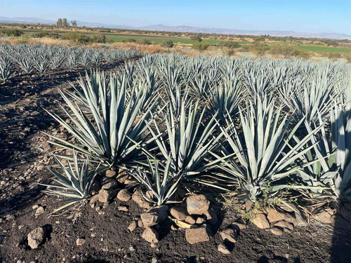 Agave Azul Tequilana Weber